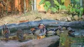 ランカウイ野生動物公園の入場電子チケット