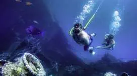 在阿魯巴體驗水肺潛水和浮潛探險