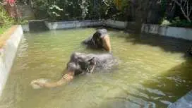 Half-day elephant experience from Khao Lak