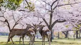 Full-day guided tour to Nara Park, Osaka and Kobe from Kyoto