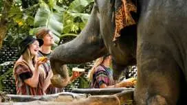 Half-day observation at Elephant Jungle Sanctuary from Phuket