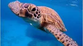 9:30発【沖縄県・那覇】ボートシュノーケリングツアー!憧れのウミガメを探す♪たっぷり6時間ケラマの海を満喫!