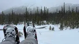 Canmore/Banff Snowshoeing Adventure Including Transportation|Canada