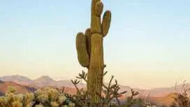 From Scottsdale: Sonoran Desert & Tonto National Forest Trip|United States