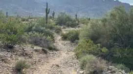 Phoenix: Guided Mountain Bike Adventure in Sonoran Desert|United States