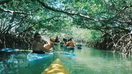 Sarasota: Mangrove and Midnight Pass Beach Tour-Siesta Key|United States