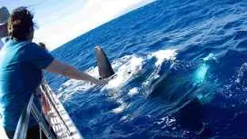Maui: Kaanapali Whale Watching Boat with Open Bar and Food|United States