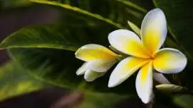 Maui Island Day Tour with Kahului Airport (OGG) Transfer Service