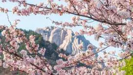 [30% OFF] One-day Tour | Gangwon-do Seoraksan + Naksansa Temple Tour (Departing from Seoul)