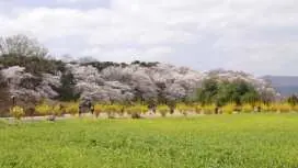 慶州櫻花一日遊亮點:一日,千禧年之美