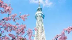 日本東京市區包車 | 東京市内私人包車游玩 | 日本櫻花季包車 | 千鳥之淵/ 上野公園/ 目黑川/ 隅田公園