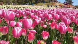 <一人成團> 隱藏於海上的療癒秘境|10萬坪花海 · 鬱金香慶典|韓國最長 402m湖水吊橋 一天團|首爾出發 (TX-01)