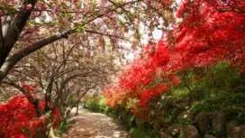 <一人成團> 春季花海 · 重瓣櫻花X杜鵑花|全州韓屋村|全州鐵路單車行 一天團|首爾出發 (團號: WQ-01)