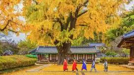 全州韓屋村ツアー|紅葉、夏の緑、冬の雪、春の桜|ソウル発