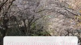 2026 Cherry Blossom Special Tour - 2D1N Namhae & Hadong from Busan