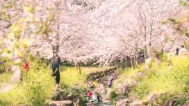 [Early Bird ลด 27%] ทัวร์ชมดอกซากุระที่เกาะเชจูและเยี่ยมชมมรดกโลกของยูเนสโก พร้อมบริการรับที่โรงแรม | เกาหลีใต้