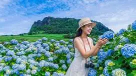 济州岛夏季绣球花节及联合国教科文组织世界遗产一日游
