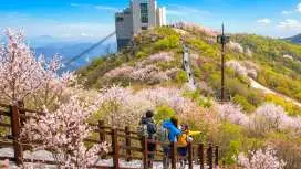 釜山郊區遊:嶺南阿爾卑斯山風景、冰谷纜車和聯合國教科文組織世界遺產通度寺