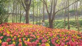 牙山:公世里教会、花祭りの頂上、500年の歴史を持つオエム村