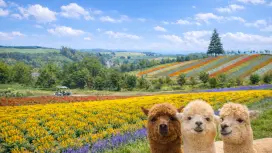 Hokkaido Furano-Biei Popular Attractions Day Trip | Blue Pond, Shirahige Falls, Christmas Tree, Shikisai-no-oka | Guided Tour in Chinese, English, and Cantonese