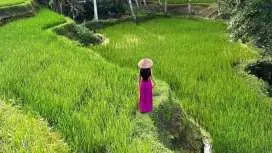 Bali Ubud Highlight Tour Monkey Forest, Waterfall, Temple & Rice Terrace.