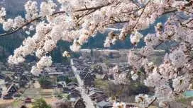 Chuyến đi trong ngày ở Nagoya | Làng Shirakawa-go Gassho-zukuri và Phố cổ Hida Takayama