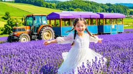 【夏季限定|贈送四季彩之丘門票+花田拖拉機巡遊】北海道美瑛富良野一日遊|四季彩之丘&白金青池&白須瀑布&富田農場|中英文服務|札幌往返