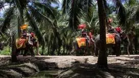 泰國曼谷|Chang Puak Camp Damnoen Saduak 丹嫩大象園| 門票&大象騎乘體驗&餵食互動