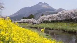 日本九州大分一日游|由布院(汤布院)・别府地狱・日田老街|福冈博多出发