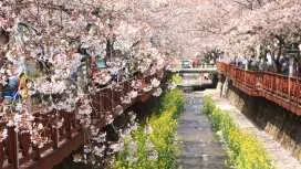 從釜山出發的鎮海櫻花一日遊 | 慶和站 & 汝矣島