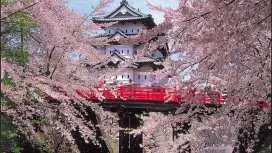 【青森出發】東北賞櫻一日遊:弘前城櫻花地毯&最勝院五重塔|2人成團・專車接送・多語言服務(青森縣)