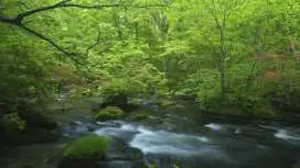 【青森出發】森林散步一日遊:奧入瀨溪流&十和田湖&乙女之像&十和田神社|2人成團・專車接送・多語言服務(青森縣)