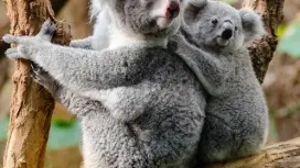 Brisbane One-Day Private Charter Car. English/Chinese-speaking Driver → City/Gold Coast