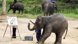 参加行程:湄塘大象公园和布阿通黏性瀑布 | 清迈