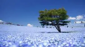 【東京新宿出發】常陸海濱公園粉蝶花藍色花海&足利花卉公園大藤祭一日遊