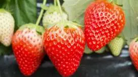 Limited-time offer for 6 days! Experience three kinds of fruit picking in Gunma: loquats, cherries, and strawberries! Triple picking and all-you-can-eat! [Departure from Shinjuku, Ueno, and Tokyo]