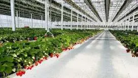 All-you-can-eat fresh tuna at Tsuchiura Fish Market! All-you-can-eat seasonal fruits in Ibaraki! [Departure from Shinjuku, Ueno, and Tokyo]