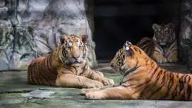 Safari World Bangkok + Shared Transfer | Thailand