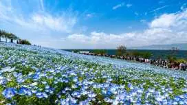 【含1人成团方案】2026大阪粉蝶花祭一日拼車遊(大阪出发)胜尾寺&世博纪念公园