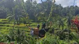 Ubud Highlight | Monkey Forest, Rice Terrace, Waterfall | Bali Private Tour
