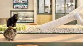 Breakfast with Cats in Bangkok Asok | Morning Cat Cafe Experience (08:00-11:00am)