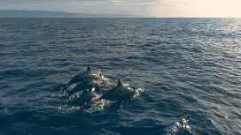 菲律賓薄荷島私人海豚觀賞及跳島遊(巴利卡薩島及處女島沙洲)| 菲律賓