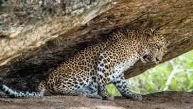 ジョードプル発 : ラナクプール ジャイナ教寺院、クンバルガル城塞、ジャワイ レオパード サファリの日帰り旅行。