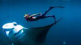 ดําน้ําตื้นที่เกาะบาหลี Nusa Penida Manta & ทัวร์เกาะตะวันตก | ออกเดินทางจากบาหลี