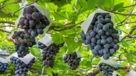 Yamanashi Day Trip Tour | All-you-can-eat grape picking, Katsunuma Grape Hill, and all-you-can-fill peanut bags [Departing from Shinjuku, Ueno, and Tokyo]