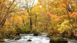 Aomori, Akita, Iwate | Oirase Gorge, Kakunodate, Lake Towada, Lake Tazawa, Matsukawa Valley | 2-Day Autumn Foliage Tour of 5 Scenic Spots [Departing from Tokyo]
