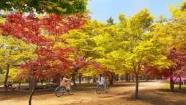 隠れた紅葉、カフェポクポ、南怡島(ナミソム)など | 日帰りツアー | ソウル発