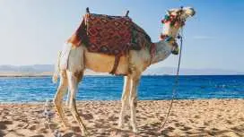 Desert Camel Ride Hurghada With Dinner, Show & Stargzing