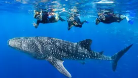Boracay: Libertad Whale Shark Tour with Orientation – Meet the Gentle Giants of the Ocean