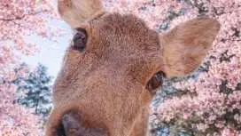 【1名様から参加可能なグループツアー】関西地方の定番日帰り旅行|伏見稲荷大社、清水寺、奈良公園、東大寺|奈良の愛らしい鹿との出会い|大阪/京都からの混乗車